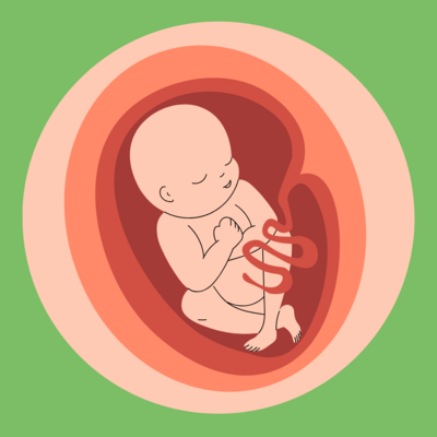 roze illustratie van baby in baarmoeder